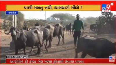Gujarati Video: ધોરાજીમાં પશુઆહાર અને ઘાસચારાના સતત વધતા ભાવથી પશુપાલકો પરેશાન Gujarati Video: ધોરાજીમાં પશુઆહાર અને ઘાસચારાના સતત વધતા ભાવથી પશુપાલકો પરેશાન