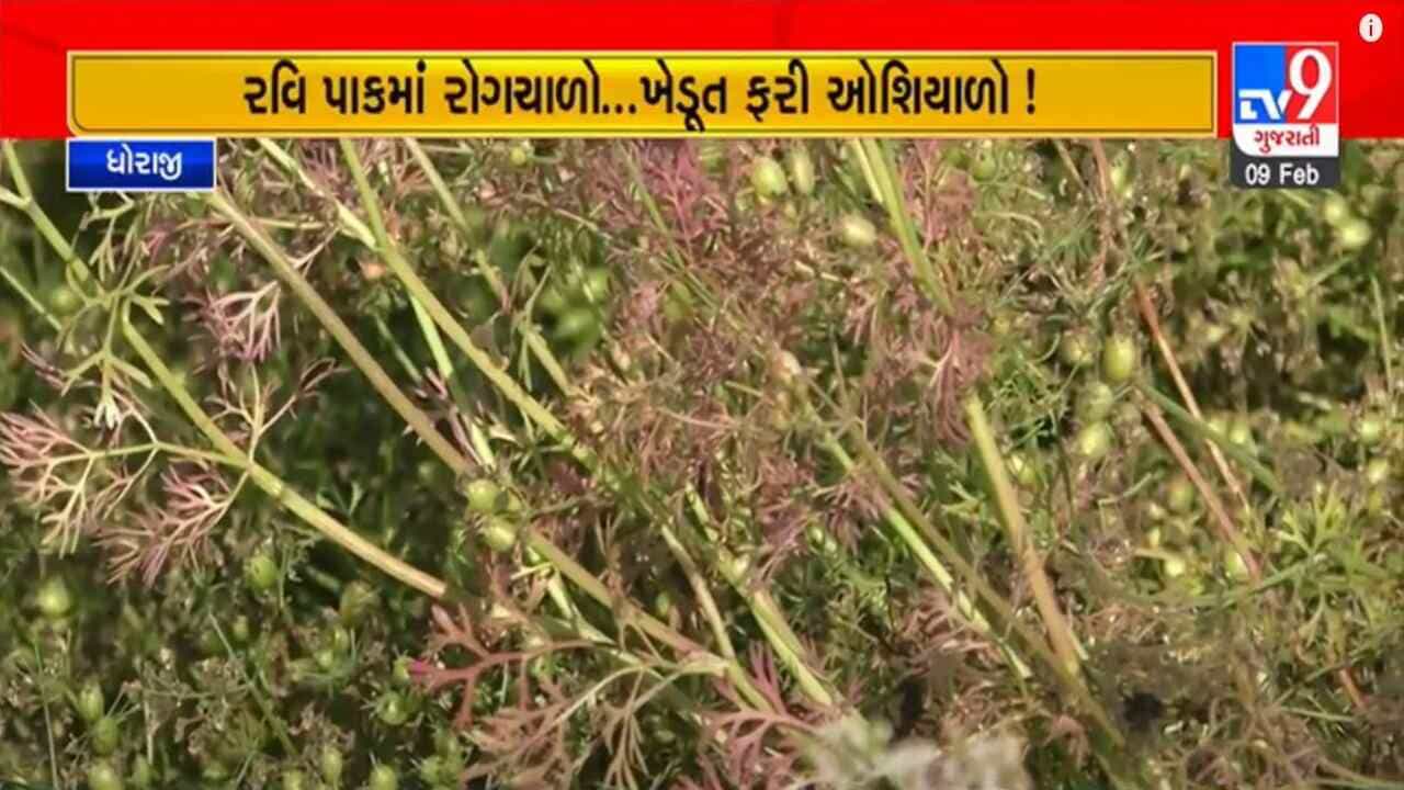 Gujarati Video: ધોરાજીના ખેડૂતોને પડ્યા પર પાટુ, જીરુ, ધાણાના પાકમાં ચર્મી રોગને કારણે વ્યાપક નુકસાનની ભીતિ