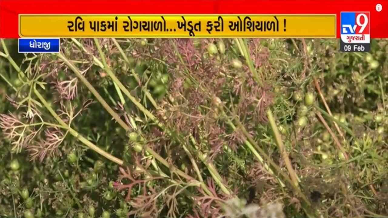 Gujarati Video: ધોરાજીના ખેડૂતોને પડ્યા પર પાટુ, જીરુ, ધાણાના પાકમાં ચર્મી રોગને કારણે વ્યાપક નુકસાનની ભીતિ