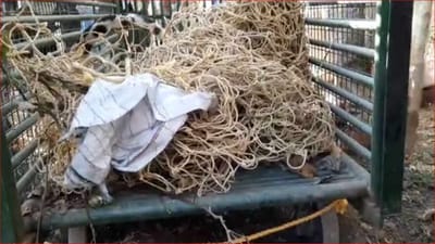 Gujarati Video: બોડેલીમાં આદમખોર દીપડો આખરે પાંજરે પૂરાયો, વનવિભાગે પાર પાડ્યુ દિલધડક ઓપરેશન