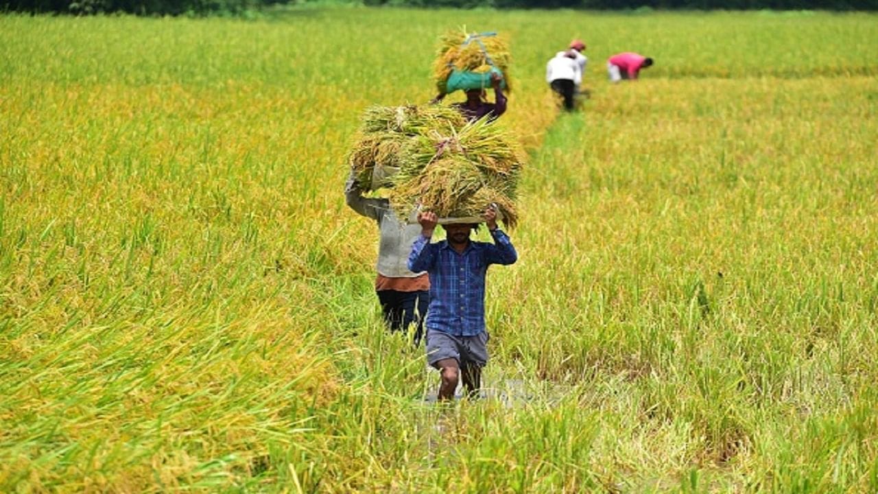 Budget 2023: સરકારે ખેડૂતો માટે બોક્સ ખોલ્યું, 20 લાખ કરોડની લોન મળશે