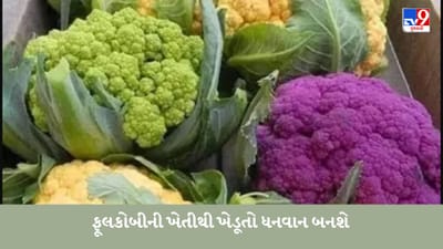 તમે રંગબેરંગી ફૂલકોબીની ખેતી શરૂ કરી ધનવાન બની શકો છો, જાણો ખાસિયત