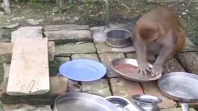 Viral Video: મહિલાએ વાંદરા પાસે સાફ કરાવ્યા વાસણ, લોકોએ કહ્યું- આને તો છોડી દો