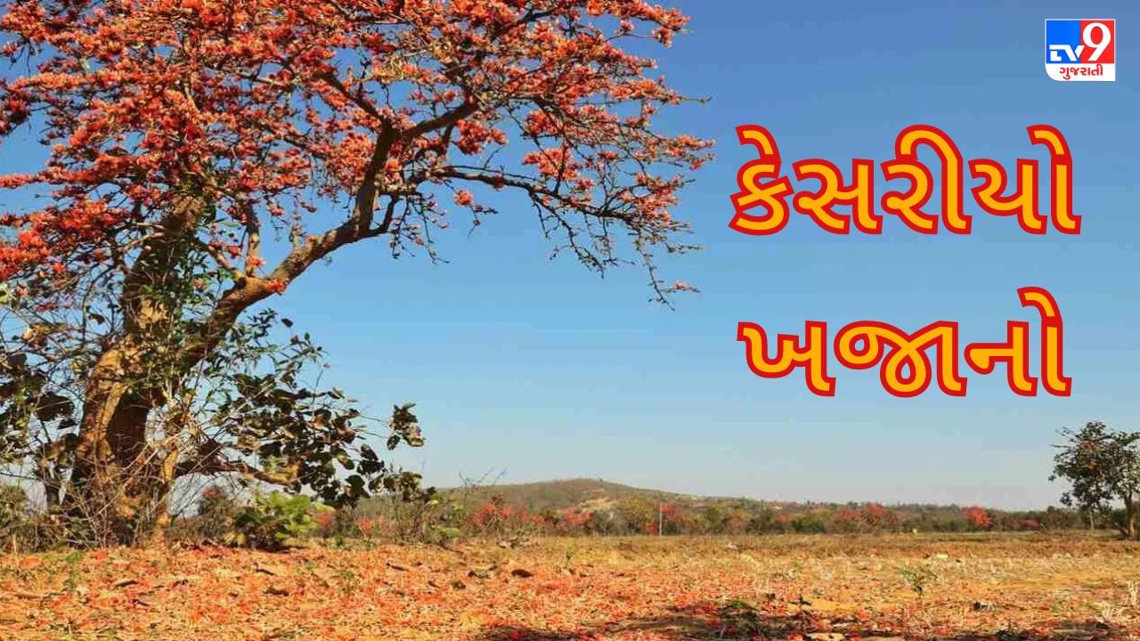 Gujarati Video : ભરૂચ - નર્મદાના વનવિસ્તારમાં કેસરિયા ખજાનાની અખૂટ સંપત્તિ, હોળી પૂર્વે અહીં વન આકર્ષણ ઉભું કરે છે