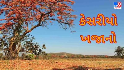 Gujarati Video : ભરૂચ - નર્મદાના વનવિસ્તારમાં કેસરિયા ખજાનાની અખૂટ સંપત્તિ, હોળી પૂર્વે અહીં વન આકર્ષણ ઉભું કરે છે