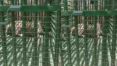 Chhotaudepur : બોડેલીના સવજીપુરા ગામે આદમખોર દીપડો વન વિભાગની જહેમત બાદ પાંજરે પુરાયો