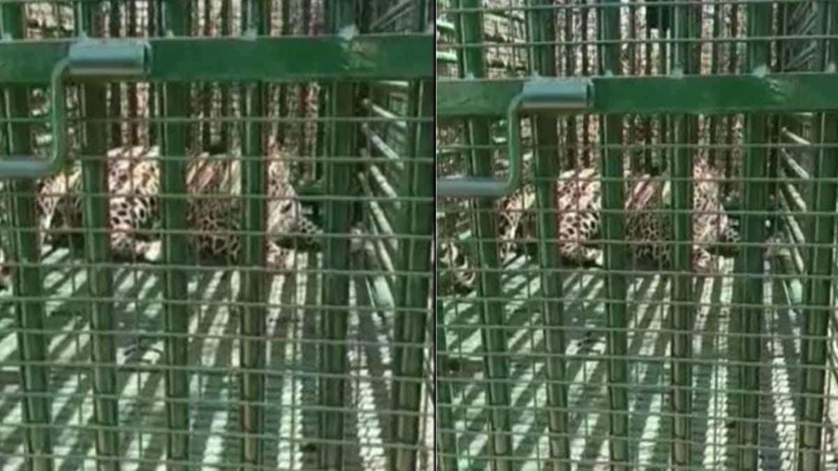 Chhotaudepur : બોડેલીના સવજીપુરા ગામે આદમખોર દીપડો વન વિભાગની જહેમત બાદ પાંજરે પુરાયો