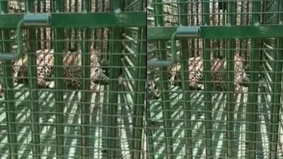 Chhotaudepur : બોડેલીના સવજીપુરા ગામે આદમખોર દીપડો વન વિભાગની જહેમત બાદ પાંજરે પુરાયો