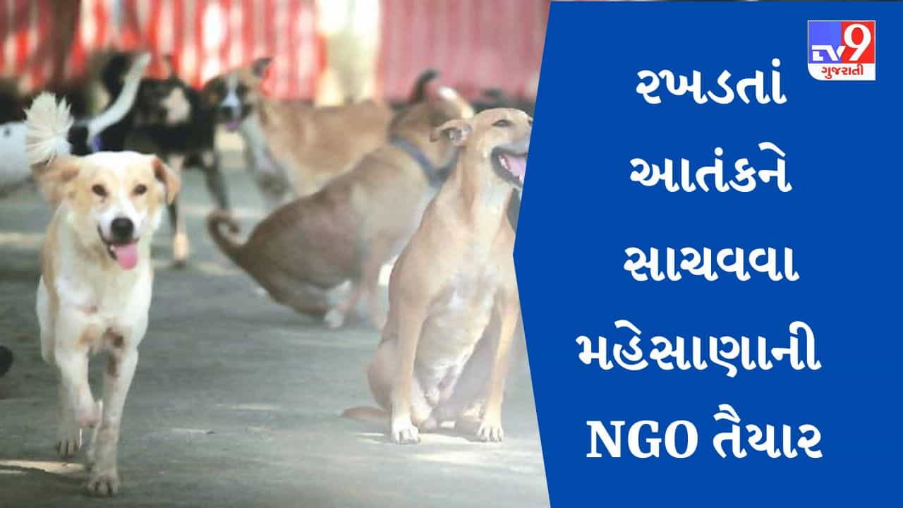Gujarat: મહેસાણા પાલિકા જગ્યા અને ખર્ચ આપશે તો NGO શ્વાનને સાચવવા તૈયાર