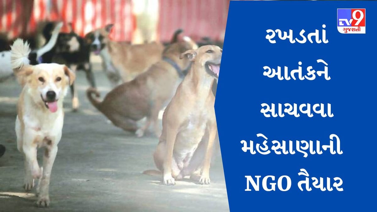 Gujarat: મહેસાણા પાલિકા જગ્યા અને ખર્ચ આપશે તો  NGO શ્વાનને સાચવવા તૈયાર