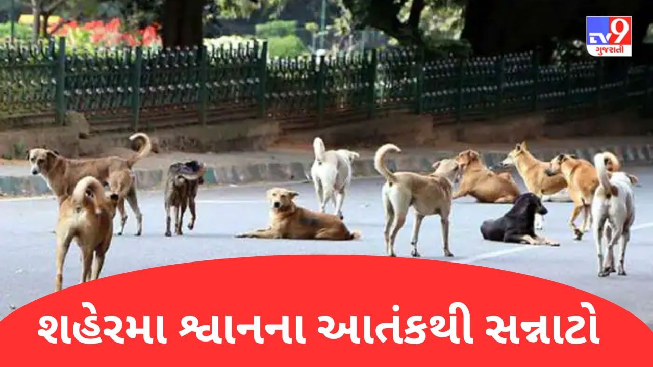 મહેસાણા : શહેરોમાં શ્વાનનો આતંક યથાવત ! ઘર આંગણે રમતી માસુમની આંગળી કરડી ખાતા હોસ્પીટલ લઈ જવી પડી