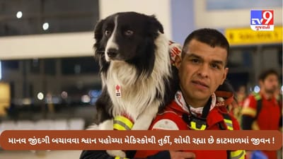 Turkey earthquake latest Update: માનવ જીંદગી બચાવવા મેક્સિકોથી તુર્કી પહોંચ્યા આ શ્વાન, સેકન્ડમાં કાટમાળમાંથી શોધશે જીવન