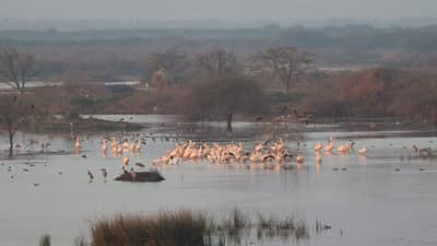 Rajkot: ગોંડલના વેરી તળાવમાં 50થી વધુ વિદેશી પક્ષીઓનો જામ્યો છે મેળો