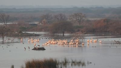 Rajkot: ગોંડલના વેરી તળાવમાં 50થી વધુ વિદેશી પક્ષીઓનો જામ્યો છે મેળો