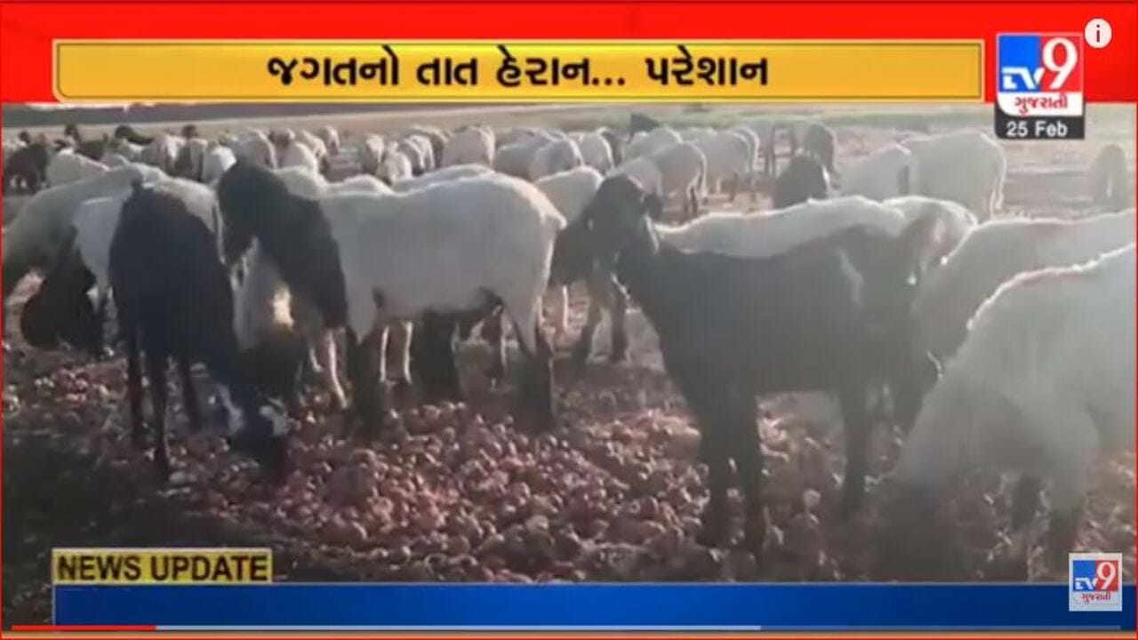 Rajkot: ડુંગળીએ ખેડૂતોને રડાવ્યા, ભાવ ન મળતા ખેડૂતોએ પશુઓને ચરાવી દીધો પાક