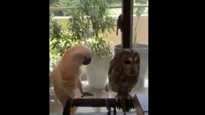 Viral Video: પોપટે નિર્દોષ ઘુવડ સાથે કરી ગુંડાગીરી! લોકોએ કહ્યું આ તો ઘુવડનું Harassment છે જુઓ Funny video