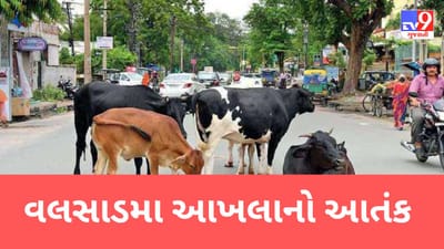 Valsad : રખડતા ઢોરનો આતંક યથાવત ! વલસાડમા આખલા યુદ્ધથી લોકોમાં અફરાતફરીનો માહોલ,