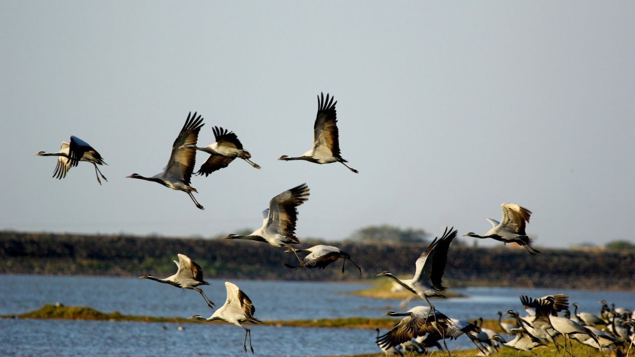 ગુજરાતનો પ્રદેશ વિદેશી પક્ષીઓ માટે સાનુકૂળ અને સુરક્ષિત સ્થળ હોવાથી શિયાળાની ઋતુમાં અહીં યાયાવર પક્ષીઓ મોટી સંખ્યામાં જોવા મળે છે. છીછરી પાણી ધરાવતા જળપ્લાવિત વિસ્તારોમાં મોટા પ્રમાણમાં આ પક્ષીઓ રોકાય છે. ઉત્તર ધ્રુવમાં કાતિલ શિયાળાની ઋતુ પૂર્ણ થતાં જ આ પક્ષીઓ પુનઃ પોતાના માદરે વતન તરફ પ્રયાણ કરે છે. આ પક્ષીઓ સૂર્ય અને ચંદ્રની સ્થિતિ જોઈને પોતાના જે - તે સ્થાન પર પહોંચતા હોય છે. 
