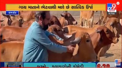 Gujarati Video: રાજકોટની શ્રીજી ગૌશાળાની અનોખી પરંપરા, વેલેન્ટાઈન નહીં 'કાઉ હગ ડે'ની કરાઈ ઉજવણી