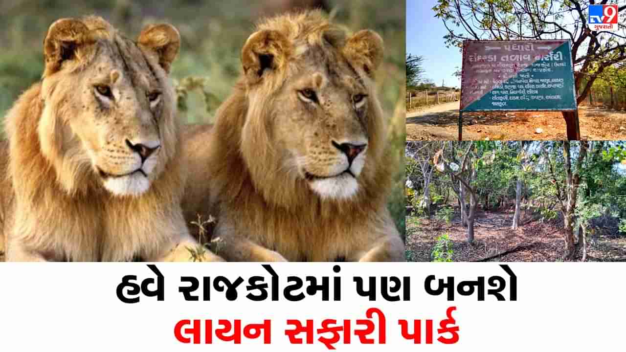 Rajkot: સિંહપ્રેમીઓ માટે ખુશખબર, સાસણગીર બાદ હવે રાજકોટમાં પણ બનશે લાયન સફારી પાર્ક