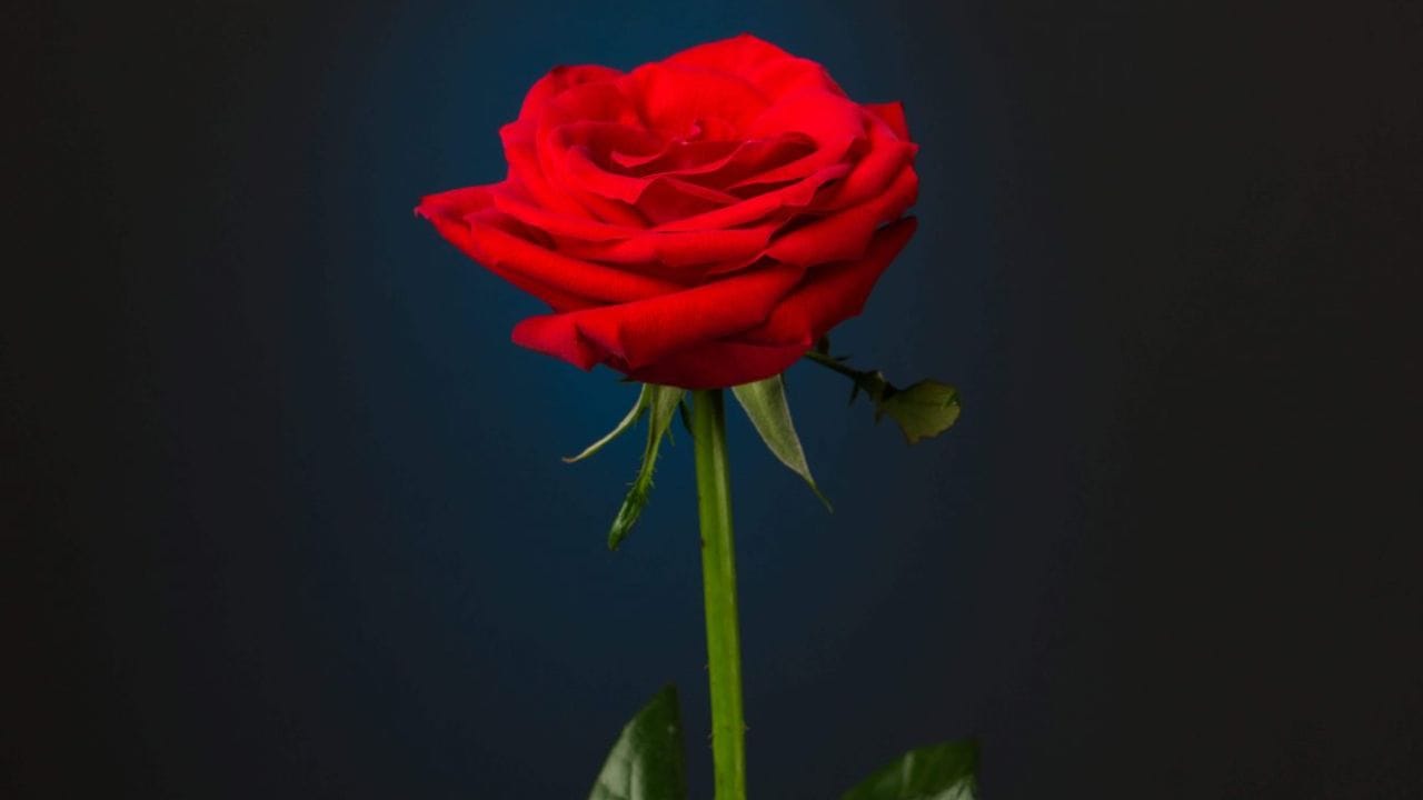 2. ગુલાબ: ઘણીવાર, પ્રેમ વ્યક્ત કરતી વખતે, લોકો તેમના જીવનસાથીને ગુલાબનું ફૂલ આપે છે. ગુલાબના ફૂલને પ્રેમનું પ્રતિક માનવામાં આવે છે. વેલેન્ટાઈન ડે પર તમે તમારા પાર્ટનરને ગુલાબ આપી શકો છો. એક ગુલાબનું ફૂલ 100 રૂપિયાથી ઓછામાં આવશે. તમે ઇચ્છો તો 100 રૂપિયાના બજેટમાં એક નાની કલગી પણ બનાવી શકો છો.