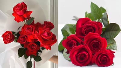 Rose Day 2023: ખરેખર કેમ ઉજવાય છે રોઝ ડે અને શું છે તેનું મહત્વ?, જાણો આ દિવસ સાથે જોડાયેલ કેટલીક વાતો