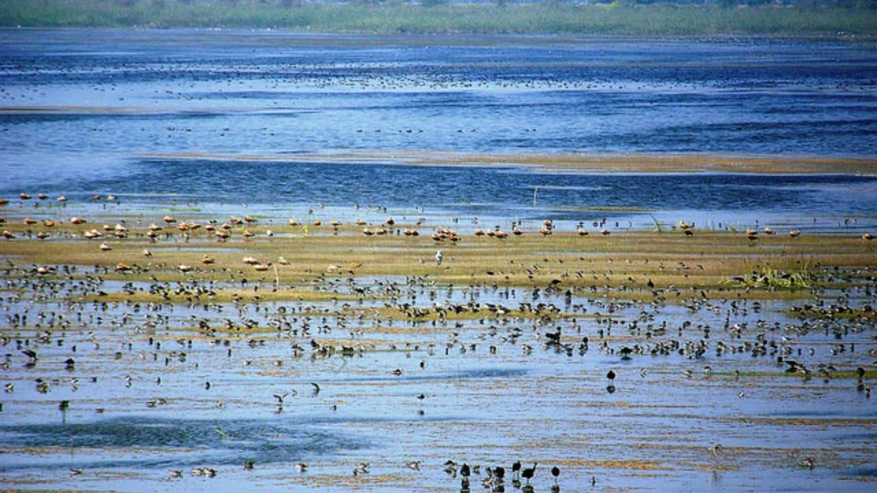 Gujarati Video : વડોદરામાં કોર્પોરેશનની ઘોર બેદરકારી સામે આવી ! શહેરના તળાવો પર જળકુંભીની ચાદર, જુઓ VIDEO