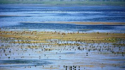 Gujarati Video : વડોદરામાં કોર્પોરેશનની ઘોર બેદરકારી સામે આવી ! શહેરના તળાવો પર જળકુંભીની ચાદર, જુઓ VIDEO