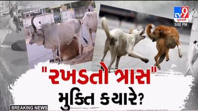 Gujarati Video: હાટકેશ્વરમાં રખડતા ઢોરે મહિલાને અડફેટે લીધાના 24 કલાક બાદ પણ કોઈ કાર્યવાહી ન થતા સ્થાનિકોમાં રોષ Gujarati Video: હાટકેશ્વરમાં રખડતા ઢોરે મહિલાને અડફેટે લીધાના 24 કલાક બાદ પણ કોઈ કાર્યવાહી ન થતા સ્થાનિકોમાં રોષ