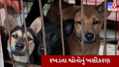 Gujarati Video: અમદાવાદમાં રખડતા શ્વાનોના રસીકરણ માટે શરૂ કરાઈ ડ્રાઈવ, રોજ 130 શ્વાનોનુ કરાય છે ખસીકરણ