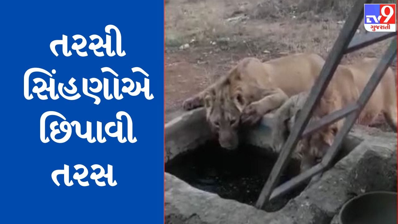 Gujarati Video: સાવજડા સેંજળ પીવે, તરસી સિંહણો ગ્રામ્ય વિસ્તારોમાં આવી કુંડીમાંથી પીવા લાગી પાણી, જુઓ Video Gujarati Video: સાવજડા સેંજળ પીવે, તરસી સિંહણો ગ્રામ્ય વિસ્તારોમાં આવી કુંડીમાંથી પીવા લાગી પાણી, જુઓ Video