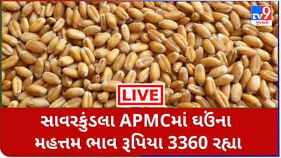 Mandi: સાવરકુંડલા APMCમાં ઘઉંના મહત્તમ ભાવ રૂપિયા 3360 રહ્યા,જાણો જુદા-જુદા પાકના ભાવ