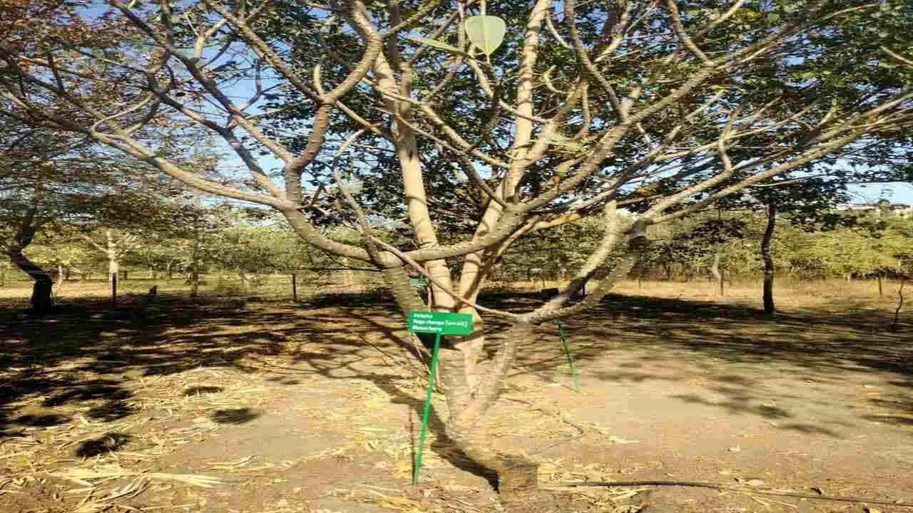 Gujarati Video: રાજકોટમાં યુનિવર્સિટી ફરી વિવાદમાં આવી, સૌરાષ્ટ્ર યુનિવર્સિટીના કેમ્પસમાં જોવા મળી દારૂની બોટલો