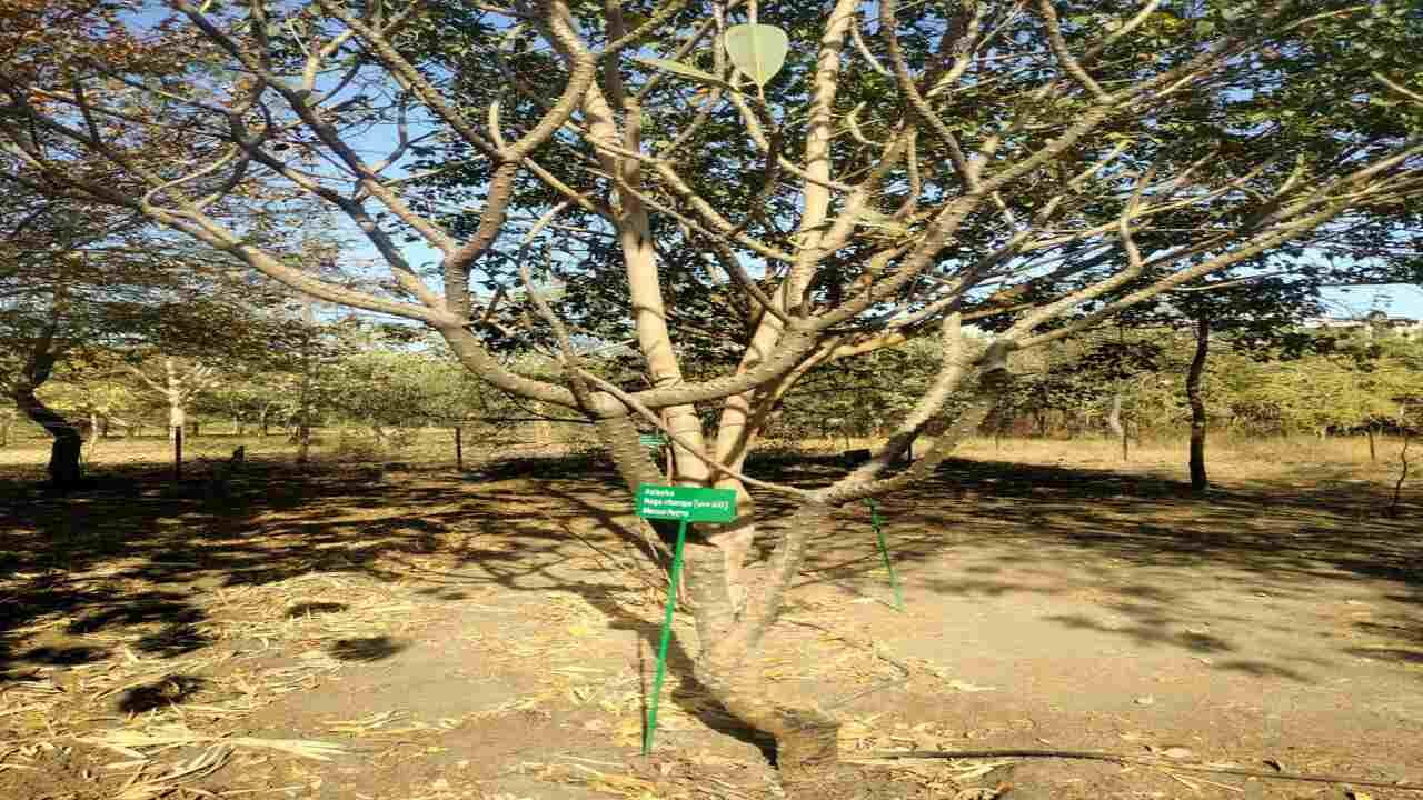 Gujarati Video: રાજકોટમાં યુનિવર્સિટી ફરી વિવાદમાં આવી, સૌરાષ્ટ્ર યુનિવર્સિટીના કેમ્પસમાં જોવા મળી દારૂની બોટલો Gujarati Video: રાજકોટમાં યુનિવર્સિટી ફરી વિવાદમાં આવી, સૌરાષ્ટ્ર યુનિવર્સિટીના કેમ્પસમાં જોવા મળી દારૂની બોટલો