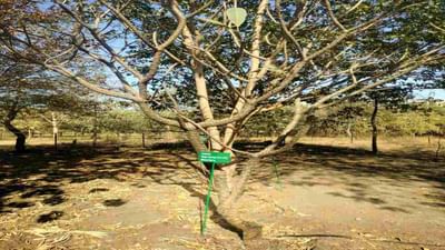 Gujarati Video: રાજકોટમાં યુનિવર્સિટી ફરી વિવાદમાં આવી, સૌરાષ્ટ્ર યુનિવર્સિટીના કેમ્પસમાં જોવા મળી દારૂની બોટલો