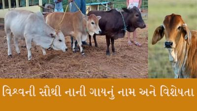 પહેલીવાર દેશી ગાયનું થયું જીનોમ સિક્વન્સિંગ, જાણો વિશ્વની સૌથી નાની જાતિની ગાયનું નામ અને વિશેષતા