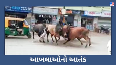 Gujarati Video : કચ્છમાં આખલાઓનો આતંક, બેે આખલાઓની લડાઈમાં 10 થી વધુ વાહનનો કચ્ચરઘાણ !