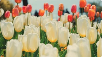 ટ્યૂલિપ ગાર્ડનઃ એશિયાનો સૌથી મોટો ટ્યૂલિપ ગાર્ડન રવિવારે પ્રવાસીઓ માટે ખુલ્લો મૂકવામાં આવ્યો છે. તમને જણાવી દઈએ કે શ્રીનગરના પ્રખ્યાત દાલ તળાવના કિનારે બનેલા આ ટ્યૂલિપ ગાર્ડનમાં 1.6 મિલિયન ફૂલો છે.