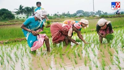 જણાવી દઈએ કે પીએમ મોદીએ 27 ફેબ્રુઆરીએ 13મો હપ્તો જાહેર કર્યો હતો. ત્યારે 8 કરોડથી વધુ સીમાંત ખેડૂતોએ તેનો લાભ લીધો હતો. આ માટે 16800 કરોડ રૂપિયા જાહેર કરવામાં આવ્યા હતા. જો કે, 13મા હપ્તા દરમિયાન હજારો પાત્ર ન હોય તેવા ખેડૂતોએ પણ પીએમ કિસાનનો લાભ લીધો છે. હવે તે ખેડૂતોએ પીએમ કિસાનની રકમ પરત કરવી પડશે.