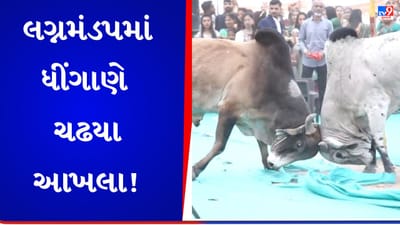 Gujarati video: હવે સમૂહ લગ્નમાં ઘૂસીને ધીંગાણે ચઢ્યા આખલા, જુઓ આખલા યુદ્ધનો  વાયરલ Video
