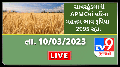 Mandi :સાવરકુંડલાની APMCમાં ઘઉંના મહત્તમ ભાવ રૂપિયા  2995 રહ્યા , જાણો જુદા-જુદા પાકના ભાવ