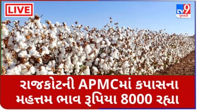 Mandi :રાજકોટની  APMCમાં કપાસના મહત્તમ ભાવ રૂપિયા 8000 રહ્યા, જાણો જુદા-જુદા પાકના ભાવ