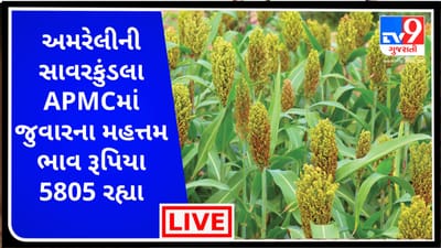 Mandi : અમરેલીના સાવરકુંડલાની APMCમાં જુવારના મહત્તમ ભાવ રૂપિયા 5805 રહ્યા, જાણો જુદા-જુદા પાકના ભાવ
