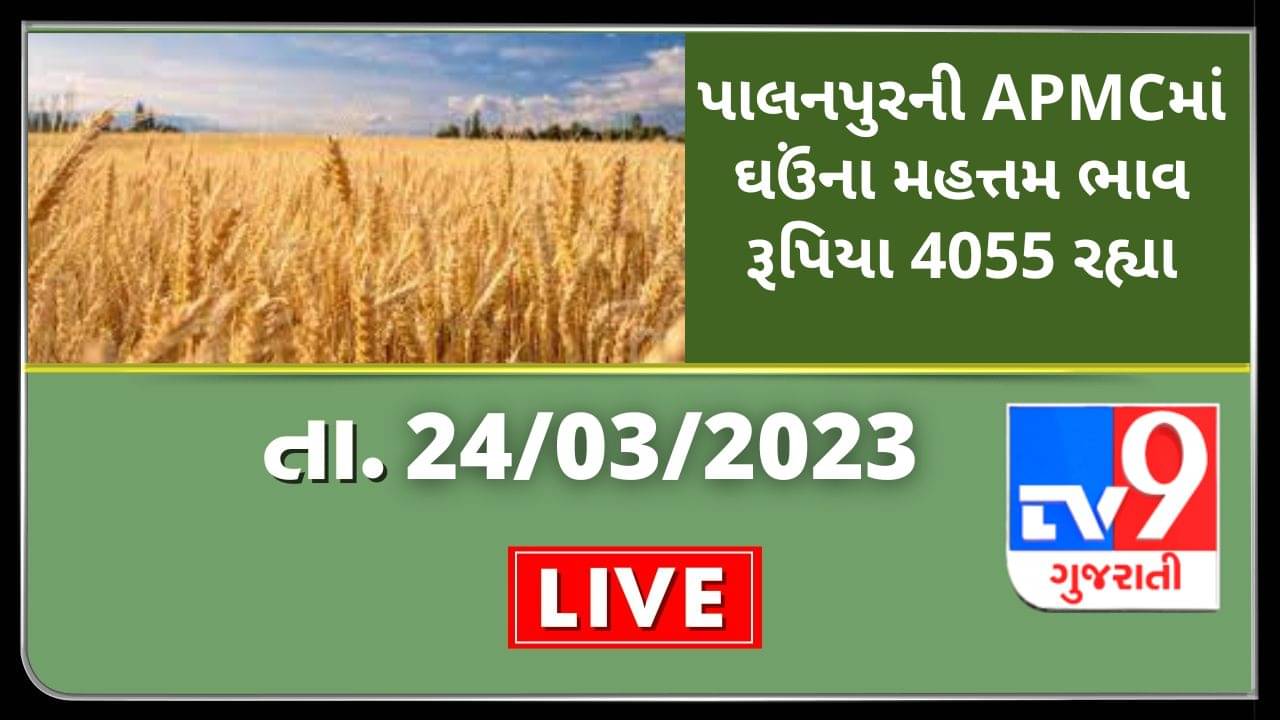 Mandi : પાલનપુરની APMCમાં ઘઉંના મહત્તમ ભાવ રૂપિયા 4055 રહ્યા, જાણો જુદા-જુદા પાકના ભાવ