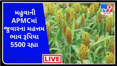 Mandi : મહુવાની APMCમાં જુવારના મહત્તમ ભાવ રૂપિયા 5500 રહ્યા, જાણો જુદા-જુદા પાકના ભાવ