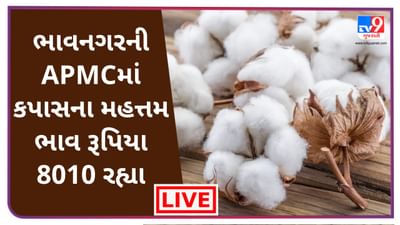 Mandi : ભાવનગરની APMCમાં કપાસના મહત્તમ ભાવ રૂપિયા 8010 રહ્યા, જાણો જુદા-જુદા પાકના ભાવ