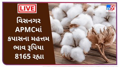 Mandi : વિસનગર APMCમાં કપાસના મહત્તમ ભાવ રૂપિયા 8165 રહ્યા, જાણો જુદા-જુદા પાકના ભાવ