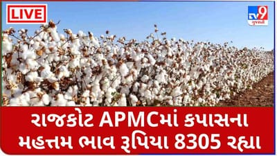 Mandi : રાજકોટ APMCમાં કપાસના મહત્તમ ભાવ રૂપિયા 8305 રહ્યા, જાણો જુદા-જુદા પાકના ભાવ