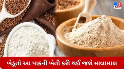 ઘઉંના લોટ કરતા પણ વધારે મોંઘો વેચાય છે આ પાકનો લોટ, ખેડૂતો તેની ખેતી કરશે તો થઈ જશે માલામાલ
