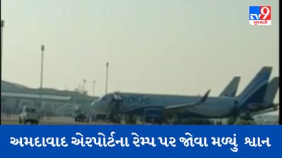 લો બોલો, વિમાનને બદલે અમદાવાદ એરપોર્ટના રેમ્પ પર દોડ્યા શ્વાન, એરપોર્ટ ઓથોરિટીએ શ્વાન પકડવા દોડાવી 4 જીપ, Viral Video જુઓ